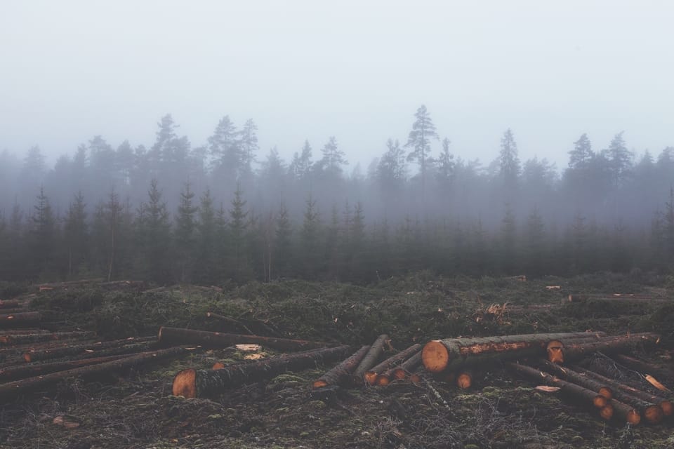 foresta-p